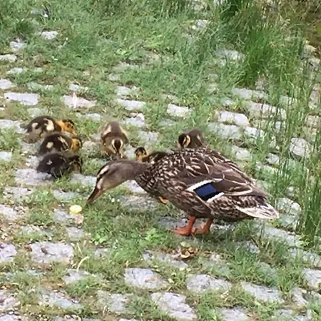 Uitzicht Op De Pellenz Holiday home *