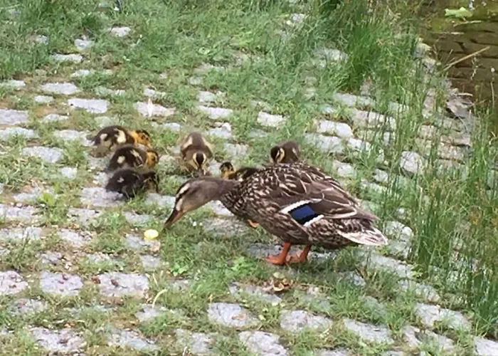 Uitzicht Op De Pellenz بيت للعطل *